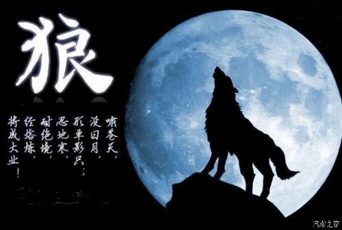 电影《狼图腾》中所描述的狼依靠出众的胆识,智慧赢得了人们的尊重